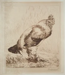The Old Cock, 1882