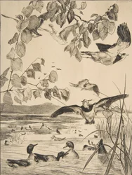 Lapwings and Teals