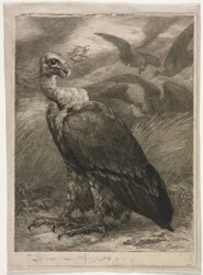 Vulture, 1904
