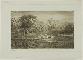 Geese