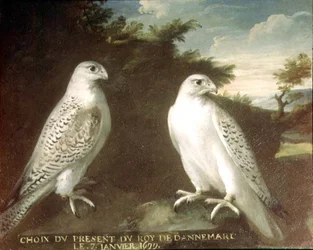 Pair of Gyrfalcons in a Landscape