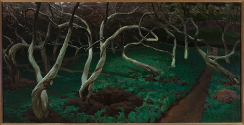 Old Apple Trees