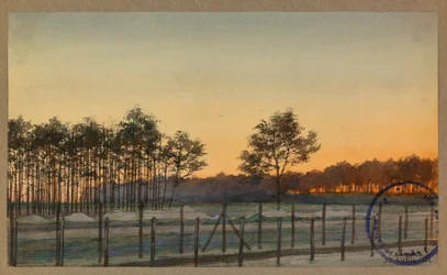View of the Pine Woods