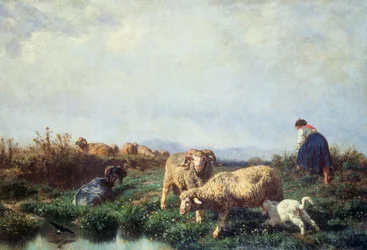 Herds