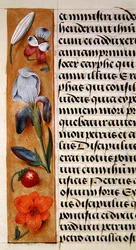 Detail of a floral border from a Book of Hours, c.1500