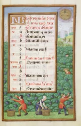Gathering Grapes, illuminated calendar page for September, from a Book of Hours, c.1500