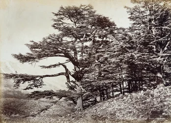 Large cedar tree, Lebanon