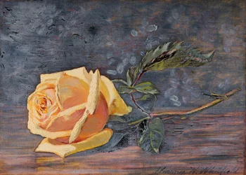 Yellow Rose, 1887