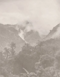 Foggy Jungle 3, 2024