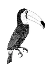 Toco Black and White