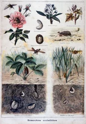 Harmful Insects