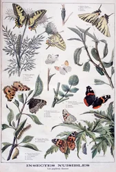 Harmful Insects: Daylight Butterflies