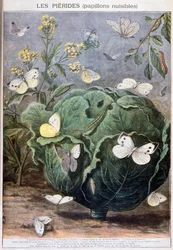 Pierid Butterflies, 1897