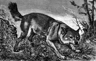 Feroce wolf, angry, teeth out, showing the fangs (engraving by Meaulle in La chasse illustree No. 27, 5 February 1870)