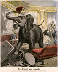 An Uncomfortable Elephant: The Pachyderm Escapes from a Circus Menagerie and Breaks Everything in the Cafe of Pre-Catelan in Toulouse