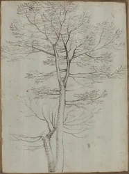 Bare Tree