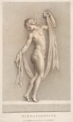 Hermaphrodite