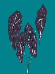 Dark Tropical Caladium Leaves