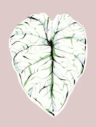 Elegant Veined Leaf