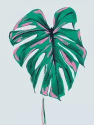 Vibrant Pink Green Monstera