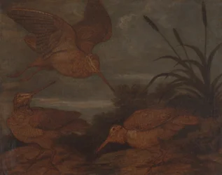 Woodcock at Dusk