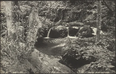 Glen Lyn, Stream and Foliage
