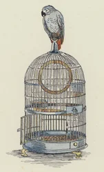 Parrot Sitting on Top of Its Cage