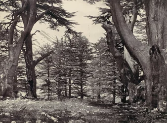 Cedars of Lebanon, ca. 1857