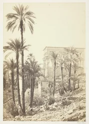 Group of Palms