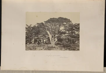 The Largest of the Cedars, Mount Lebanon