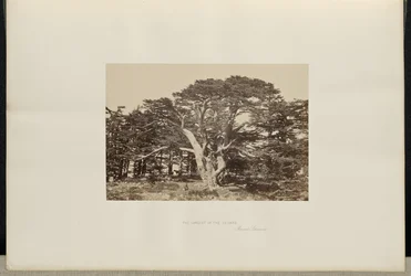 The Largest of the Cedars, Mount Lebanon