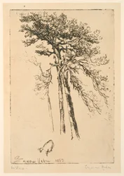 Scotch Firs