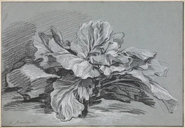 Study of a Cabbage