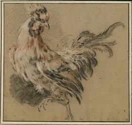 Study of a Rooster
