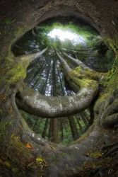 Enchanted Forest Roots
