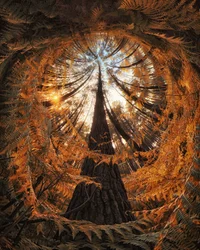 Golden Forest Canopy
