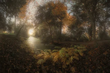 Golden Forest Path