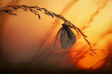 Golden Hour Butterfly