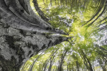 Majestic Forest Canopy