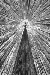 Towering Forest Canopy