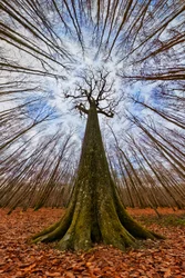 Towering Forest Giant