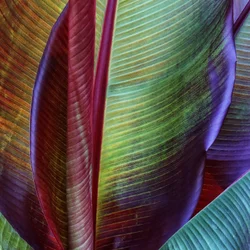 Vibrant Tropical Leaves