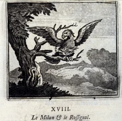 The Kite and the Nightingale