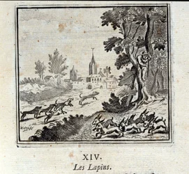 Rabbits (Illustration by François Chauveau)