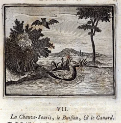 The Bat, the Bush and the Duck