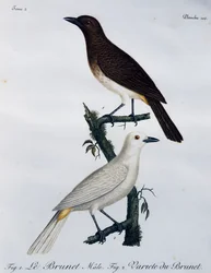 African Red-eyed Bulbul (Pycnonotus nigricans), Engraving from Histoire Naturelle des Oiseaux d