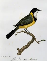 Golden Whistler (Pachycephala pectoralis), Engraving from Histoire Naturelle des Oiseaux d