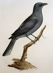 Grey Cuckooshrike (Coracina caesia)