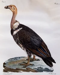 Immature Cape Griffon (Gyps coprotheres)