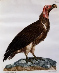 Lappet-faced Vulture (Torgos tracheliotos), Engraving from Histoire Naturelle des Oiseaux d